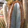 Pilosocereus_fulvilanatus